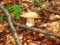 IMG_8637.jpg, 39kB